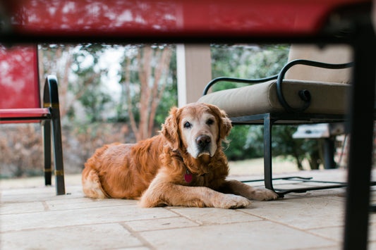 Signs of Arthritis in Dogs: How to Tell if Your Dog is Suffering