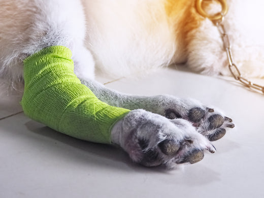 10 top ways to help your dog with arthritis at home