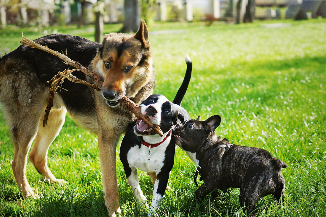 Three dogs tugging on a large stick