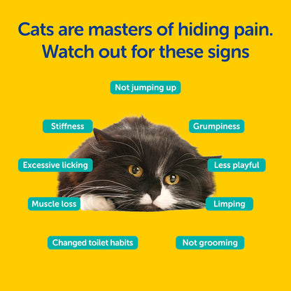 graphic on yellow background with a black and white cat featuring the signs of pain in cats. The signs are not jumping up, stiffness, grumpiness, less playful. limping, not grooming, excessive licking, muscle loss and changed toilet habits